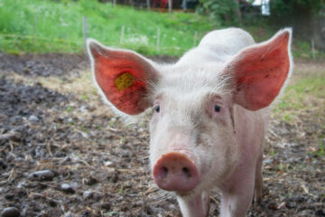 photo de cochon