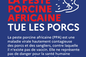 informations peste porcine