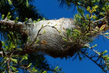 photo d'un cocon de chenilles processionnaires