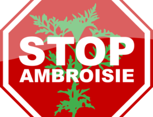 Lutte contre L’AMBROISIE dans le CHER, c’est maintenant…